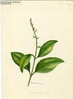 Citharexylum caudatum