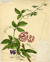 Cissus erosa