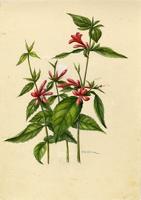 Ruellia coccinea