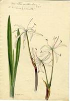 Crinum