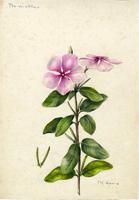 Catharanthus roseus