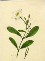 Rhabdadenia biflora