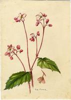 Begonia decandra