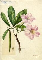 Tabebuia pallida