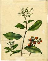 Bourreria succulenta