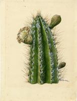 Cephalocereus royenii