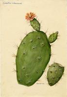 Opuntia rubescens