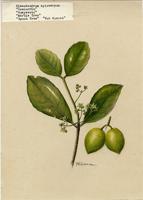 Elaeodendrum xylocarpum