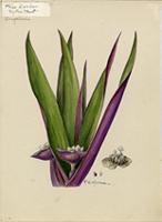 Rhoeo discolor
