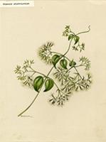 Mikania odoratissima
