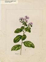 Vernonia albicaulis