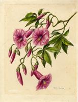 Ipomoea horsfalliae