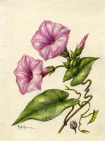 Ipomoea rubra