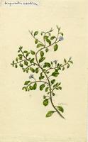 Jacquemontia subsalina