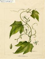 Cayaponia americana