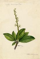 Croton poecilanthus
