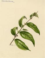 Casearia arborea