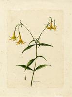 Lisianthus laxiflorus