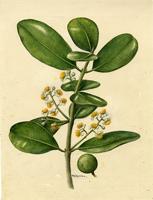 Calophyllum antillanum
