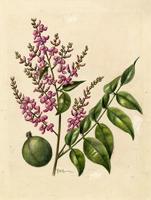 Andira inermis