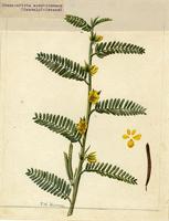 Chamaecrista aeschinomene