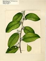 Ecastaphyllum ecastophyllum