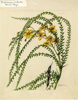 Parkinsonia aculeata