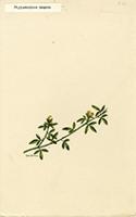 Stylosanthes hamata