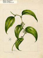Smilax domingensis