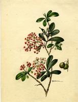 Byrsonima cuneata