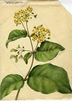 Stigmaphyllon tomentosum