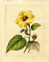 Pariti tiliaceum