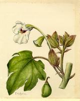 Craniolaria annua