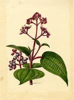Miconia foveolata