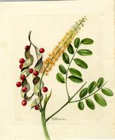 Adenanthera pavonina