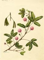Mimosa pudica