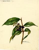 Myrcia deflexa