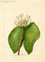 Castalia pulchella