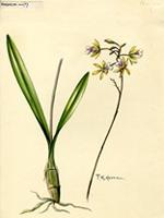 Encyclia