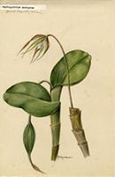 Amphiglottis nocturna