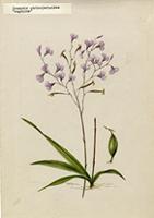 Ionopsis utricularioides