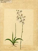 Oncidium variegatum