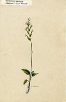 Spiranthes amabilis