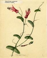 Passiflora murucuja