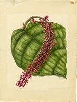 Coccoloba rugosa