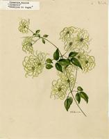 Clematis dioica