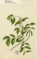 Chiococca alba