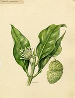 Morinda citrifolia