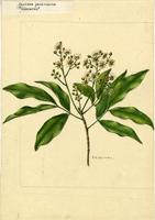 Exothea paniculata