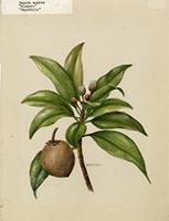 Sapota achras